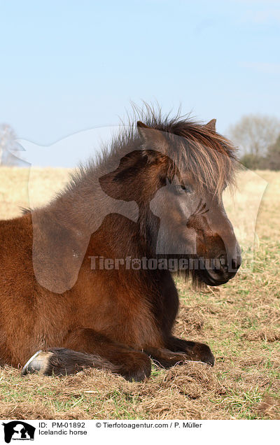 Islnder / Icelandic horse / PM-01892
