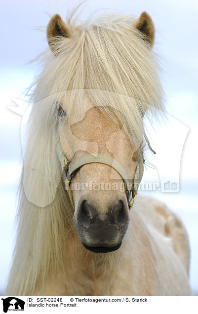 Islandpferd Portrait / Islandic horse Portrait / SST-02248