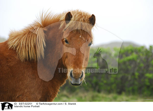 Islandpferd Portrait / Islandic horse Portrait / SST-02251