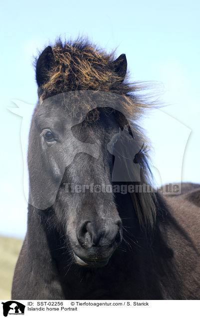 Islandpferd Portrait / Islandic horse Portrait / SST-02256