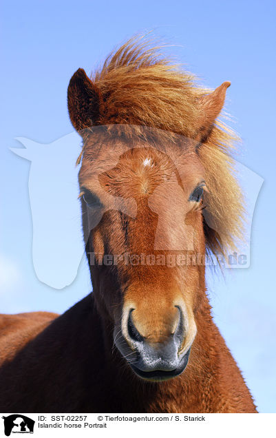 Islandpferd Portrait / Islandic horse Portrait / SST-02257