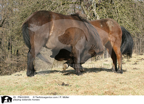 spielende Islnder / playing icelandic horses / PM-02800
