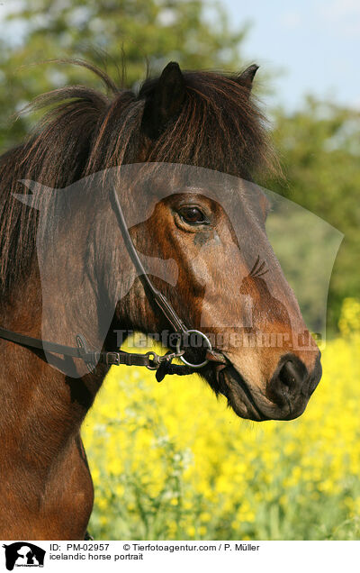 Isl�nder Portrait / icelandic horse portrait / PM-02957