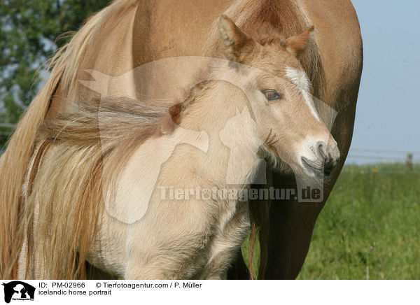 Isl�nder Portrait / icelandic horse portrait / PM-02966