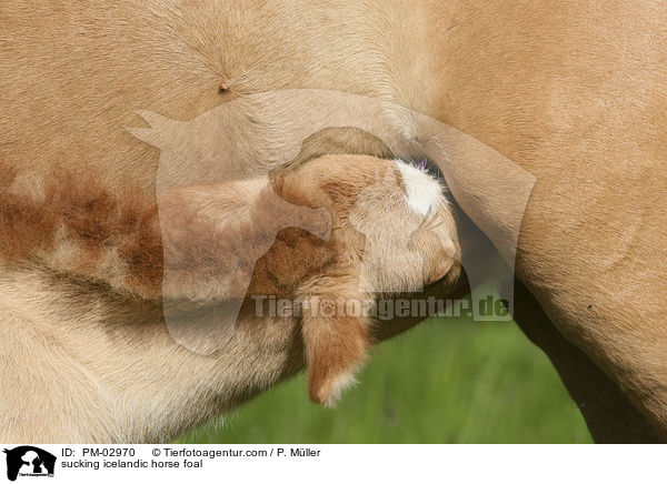 trinkendes Isl�nder Fohlen / sucking icelandic horse foal / PM-02970