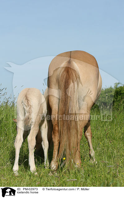 Islnder / icelandic horse / PM-02973