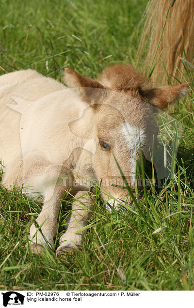 liegendes Isl�nder Fohlen / lying icelandic horse foal / PM-02976