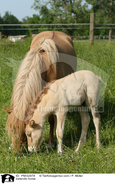 Islnder / icelandic horse / PM-02978
