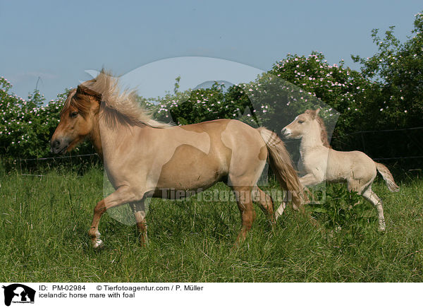 Isl�nder Stute mit Fohlen / icelandic horse mare with foal / PM-02984