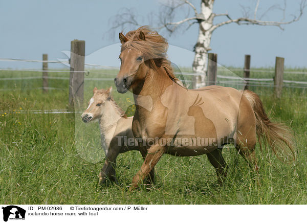 Isl�nder Stute mit Fohlen / icelandic horse mare with foal / PM-02986