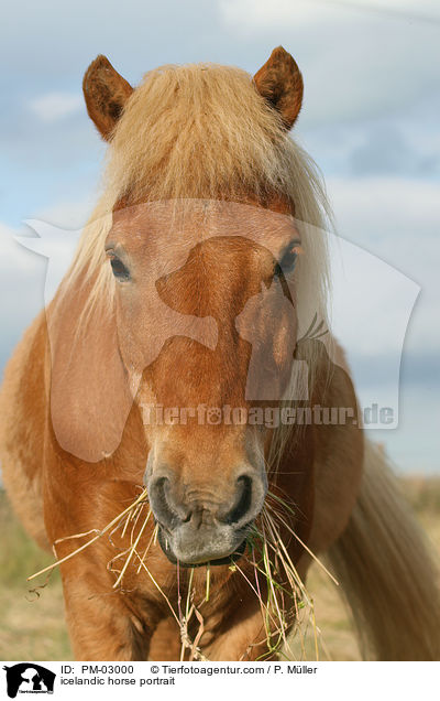 Islnder Portrait / icelandic horse portrait / PM-03000
