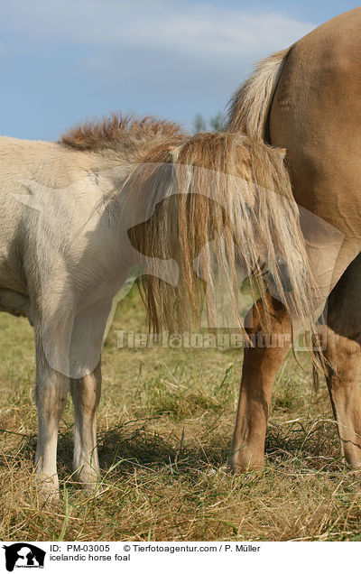 Islnder Fohlen / icelandic horse foal / PM-03005