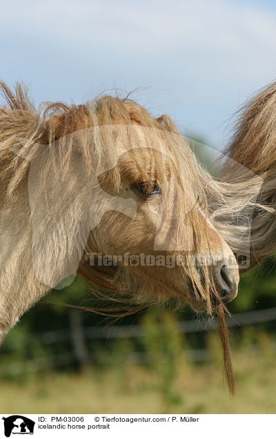 icelandic horse portrait / PM-03006