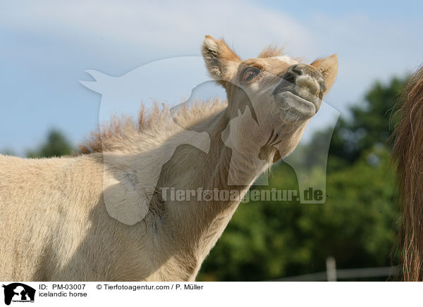icelandic horse / PM-03007