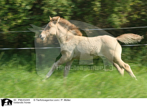 Islnder Fohlen / Icelandic horse / PM-03245