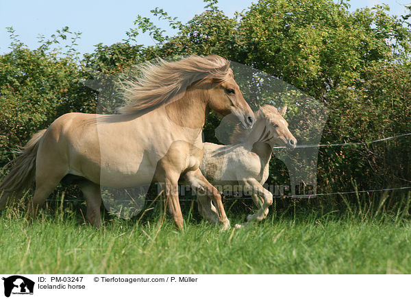 Islnder / Icelandic horse / PM-03247