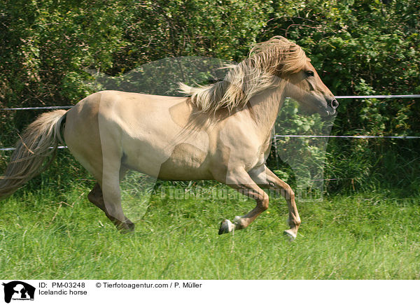 Islnder / Icelandic horse / PM-03248