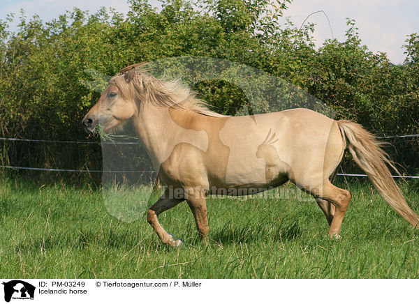 Islnder / Icelandic horse / PM-03249