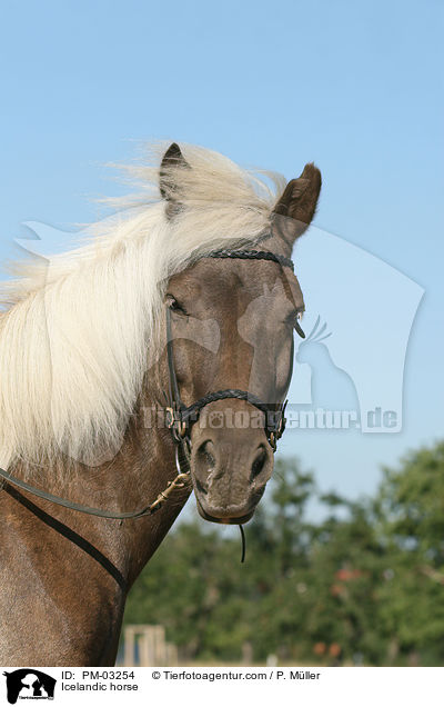 Islnder / Icelandic horse / PM-03254