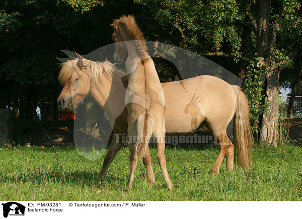 Islnder / Icelandic horse / PM-03281
