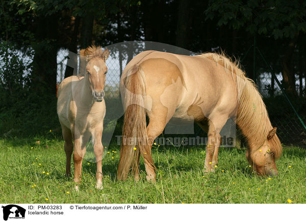 Islnder / Icelandic horse / PM-03283