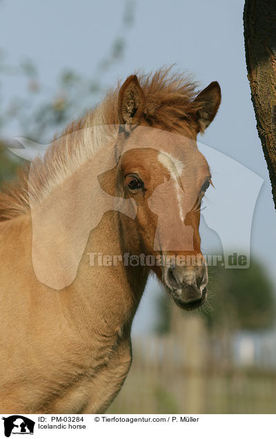 Islnder Fohlen / Icelandic horse / PM-03284
