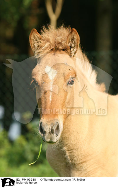 Islnder Fohlen / Icelandic horse / PM-03288