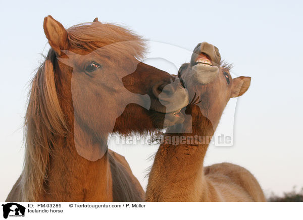 Islnder / Icelandic horse / PM-03289