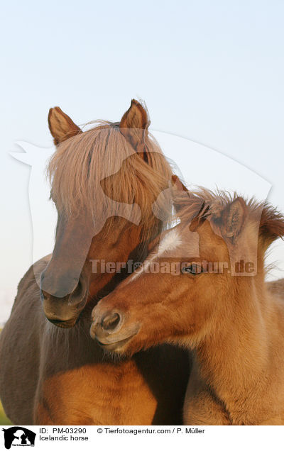 Islnder / Icelandic horse / PM-03290