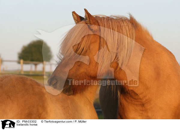 Islnder / Icelandic horse / PM-03302