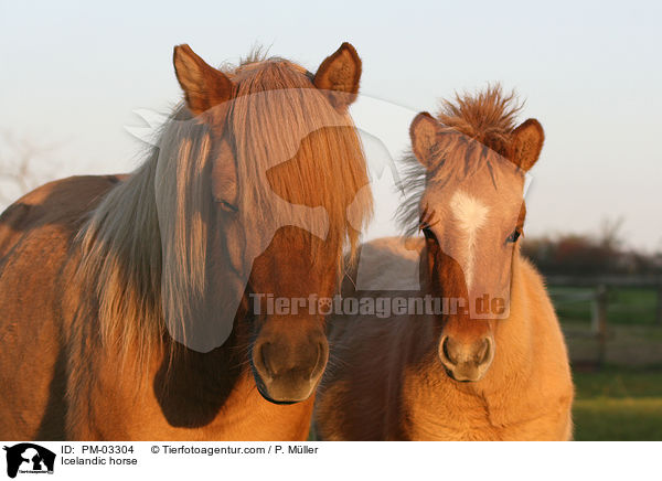 Islnder / Icelandic horse / PM-03304