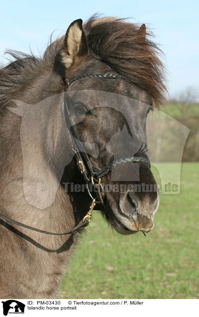 Islandic horse portrait / PM-03430