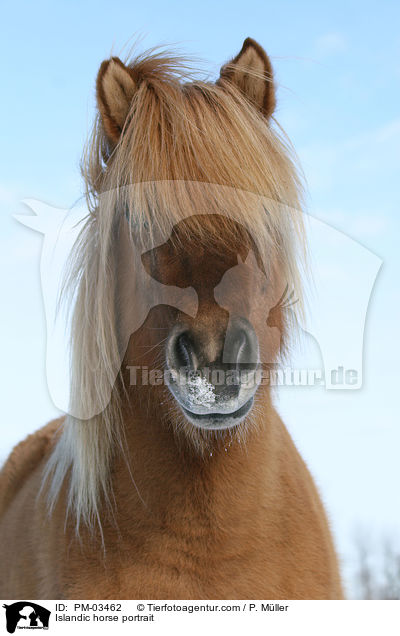 Islnder Portrait / Islandic horse portrait / PM-03462