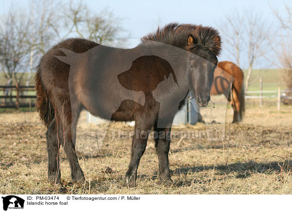 Islnderfohlen / Islandic horse foal / PM-03474
