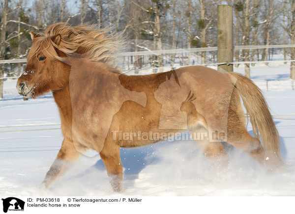 Icelandic horse in snow / PM-03618