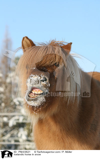 Rotfalbe im Winter / Icelandic horse in snow / PM-03621