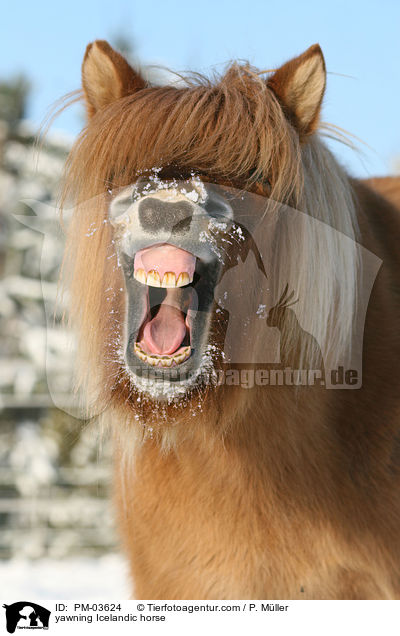 yawning Icelandic horse / PM-03624