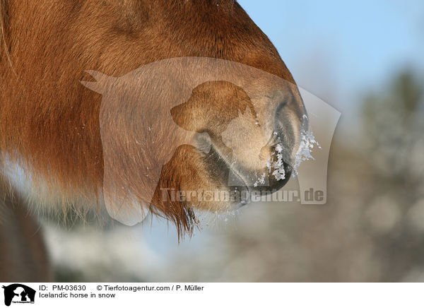 Rotfalbe im Winter / Icelandic horse in snow / PM-03630