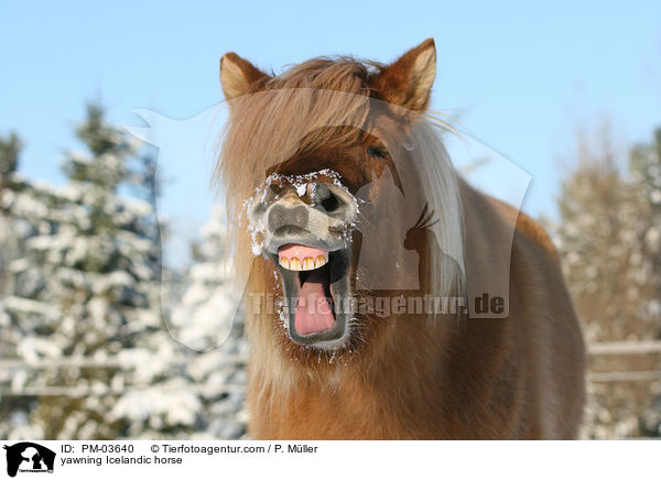 ghnender Islnder / yawning Icelandic horse / PM-03640