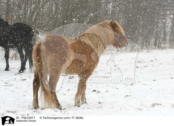 Islnder / icelandic horse / PM-03671