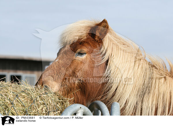 icelandic horse / PM-03681