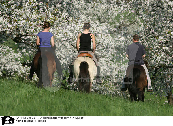 Freizeitreiten auf Islndern / riding Icelandic Horses / PM-03893