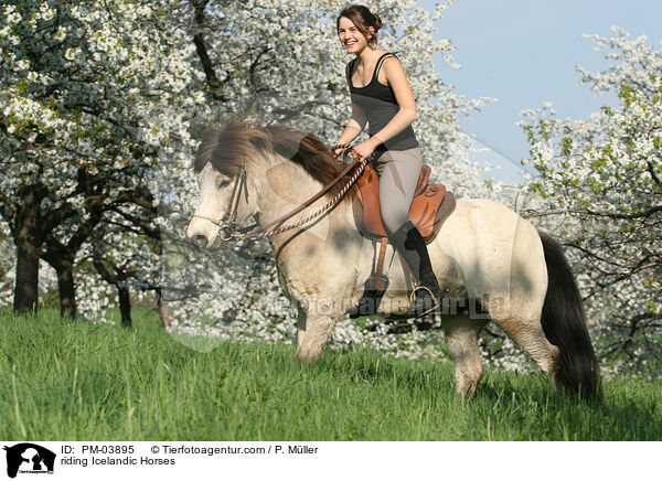 Freizeitreiten auf Islndern / riding Icelandic Horses / PM-03895