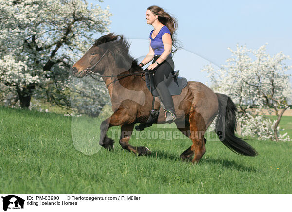 Freizeitreiten auf Islndern / riding Icelandic Horses / PM-03900