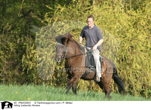 Freizeitreiten auf Islndern / riding Icelandic Horses / PM-03903