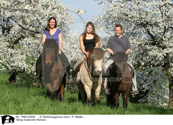 riding Icelandic Horses / PM-03909