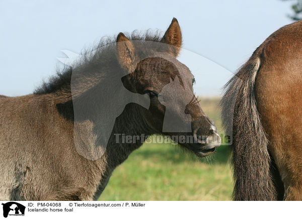 Islnder Fohlen / Icelandic horse foal / PM-04068