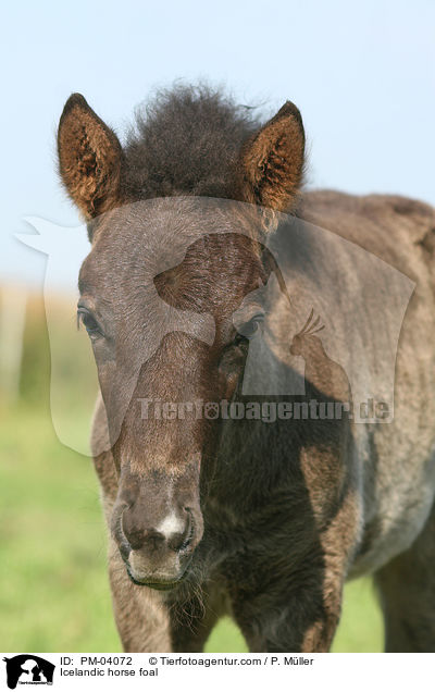 Islnder Fohlen / Icelandic horse foal / PM-04072