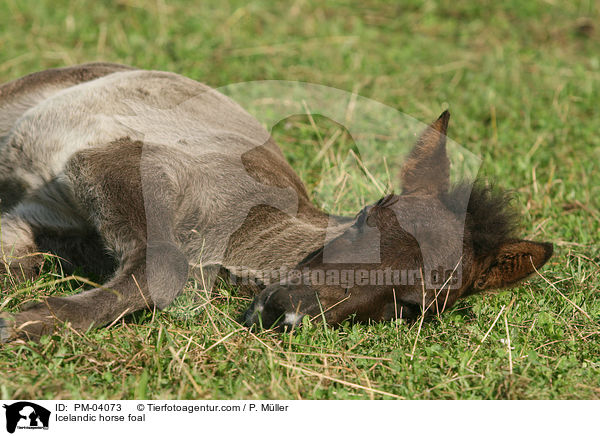 Islnder Fohlen / Icelandic horse foal / PM-04073