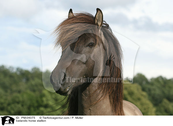 Islnderhengst / Icelandic horse stallion / PM-04075